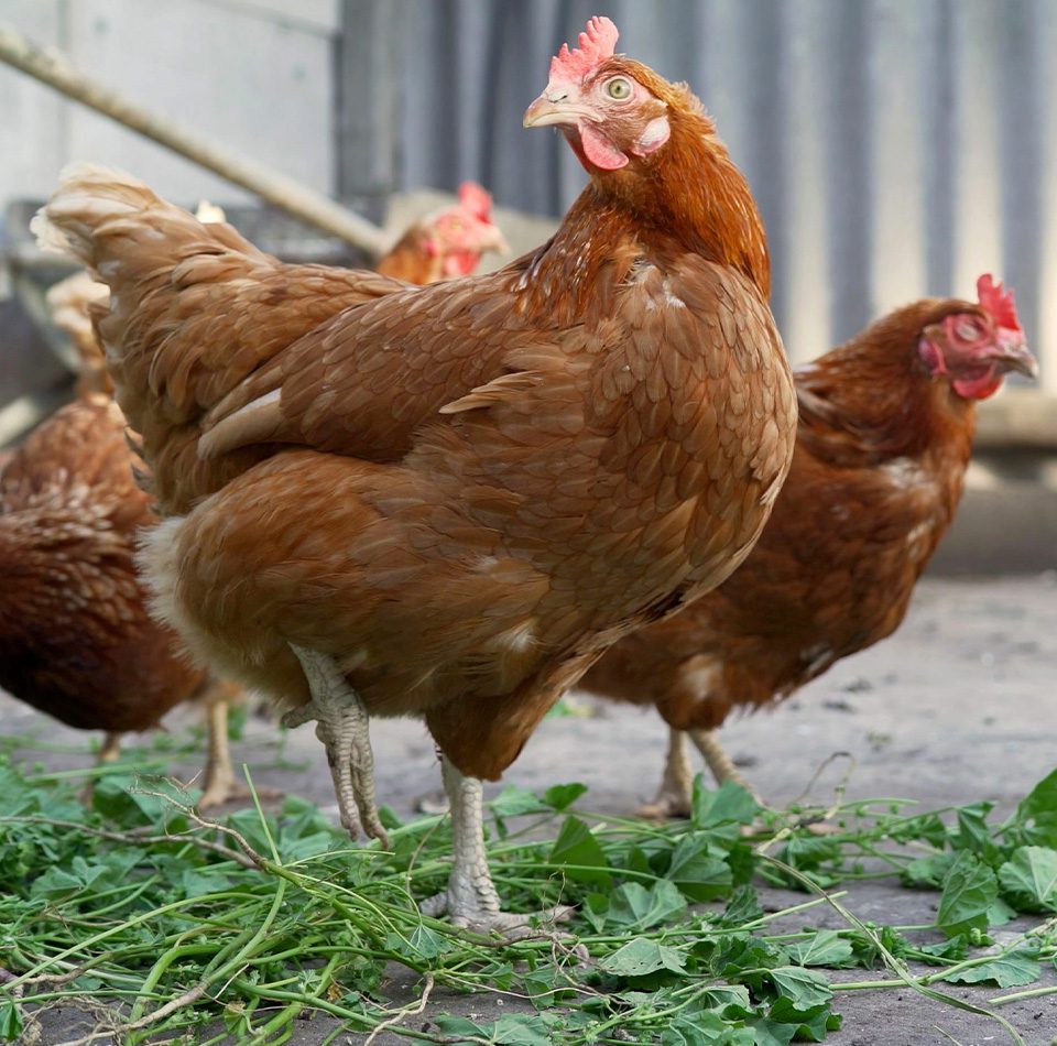 Gallina Ponedora